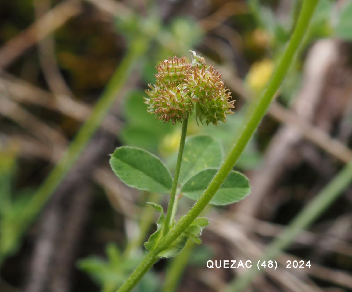 Medick, Small fruit